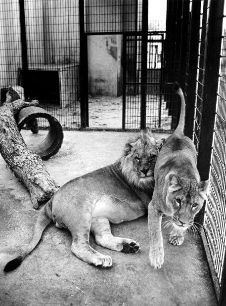 Folsom Children's Zoo Lions in Winter
